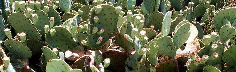 Prickly Landscape