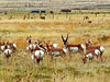 Apispapa in Trinidad, Colorado