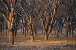 Pecan Trees