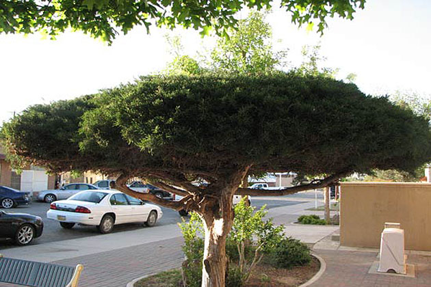 Artesia Tree