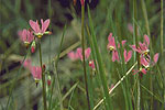 Wildflowers