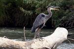 Crane on the Riverwalk