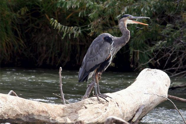 Crane on the Riverwalk