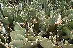 Prickly Landscape