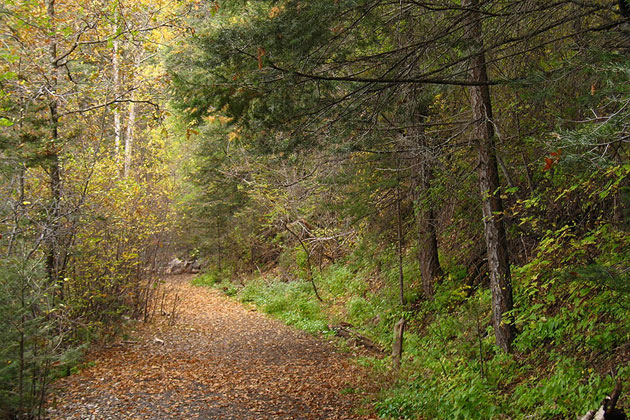 Tranquil Forest