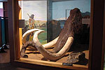 Ancient Life