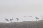 Bosque Pond & Geese