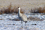 Bosque Sandhill Cranes 